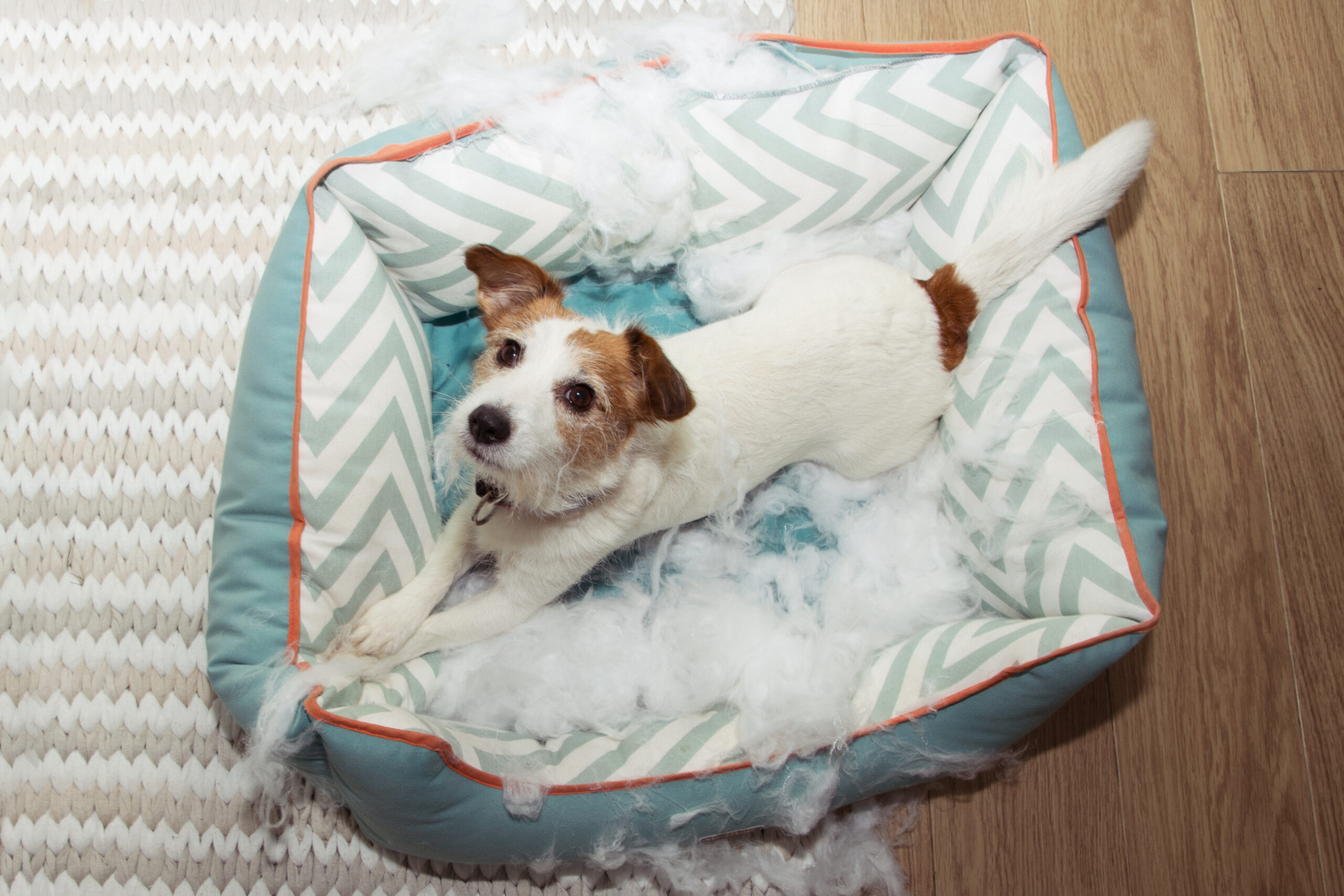 Dog destroying beds? – learn how to stop it