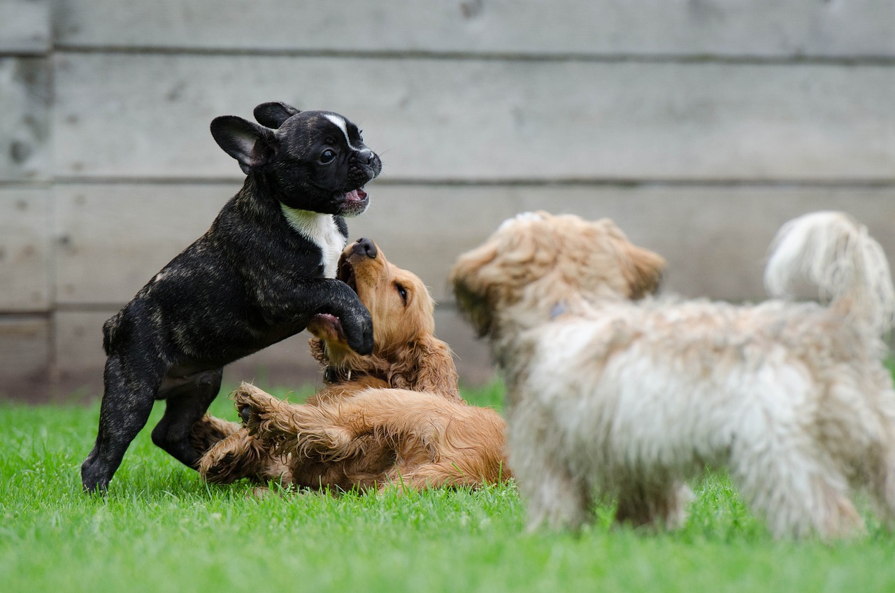 Puppy play in puppy classes